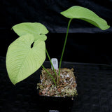 Anthurium rugulosum