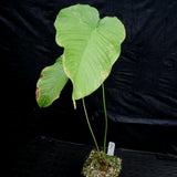 Anthurium rugulosum