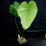 Anthurium rugulosum