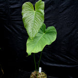 Anthurium rugulosum