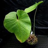 Anthurium rugulosum