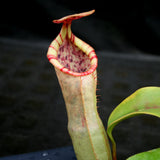 Nepenthes veitchii JB x campanulata, CAR-0176