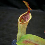 Nepenthes veitchii JB x campanulata, CAR-0176