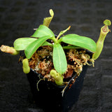 Nepenthes veitchii JB x campanulata, CAR-0176