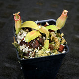 Nepenthes spathulata x ampullaria, BE-4073