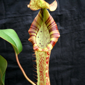 Nepenthes [(lowii x veitchii) x boschiana]-yellow x platychila, CAR-0084