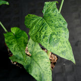 Syngonium Mojito