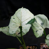 Syngonium Green Splash