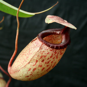 Nepenthes sibuyanensis, CAR-0450