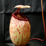 Nepenthes sibuyanensis, CAR-0450