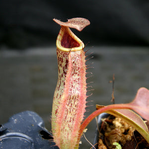 Nepenthes robcantleyi x zakariana, BE-3893