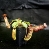 Nepenthes [(lowii x veitchii) x boschiana]-yellow x platychila, CAR-0084