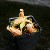 Nepenthes [(lowii x veitchii) x boschiana]-yellow x platychila, CAR-0084