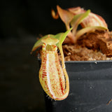 Nepenthes robcantleyi x (aristolochioides x spectabilis)