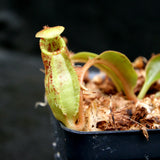 Nepenthes robcantleyi x (aristolochioides x spectabilis)