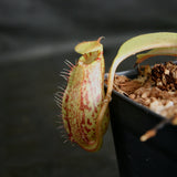 Nepenthes robcantleyi x (aristolochioides x spectabilis)