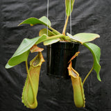 Nepenthes truncata, Hiroshima