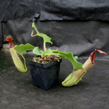 Nepenthes truncata (d) x Pasian Red, CAR-0103