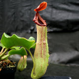 Nepenthes truncata (d) x Pasian Red, CAR-0103