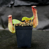 Nepenthes truncata (d) x Pasian Red, CAR-0103