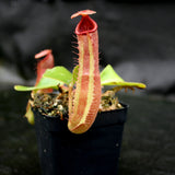 Nepenthes truncata (d) x Pasian Red, CAR-0103