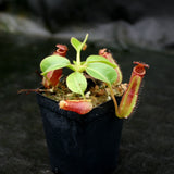 Nepenthes truncata (d) x lowii Trusmadi, CAR-0061