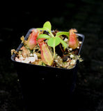 Nepenthes truncata (d) x lowii Trusmadi, CAR-0061