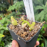 [A288] Nepenthes spectabilis (EP) x adrianii (xs)