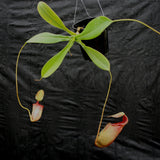 Nepenthes sibuyanensis x (spathulata x jacquelineae), CAR-0038