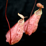 Nepenthes rafflesiana, Kuching Squat Red