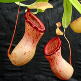 Nepenthes ventricosa (Denver x (k)), CAR-0027