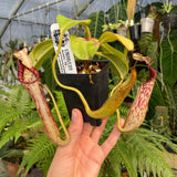 [A296] Nepenthes epiphytica x mollis (L, unpotted)