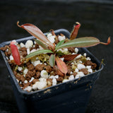 Nepenthes vieillardii