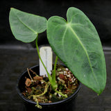 Anthurium marmoratum