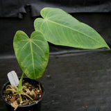 Anthurium marmoratum