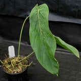 Anthurium marmoratum