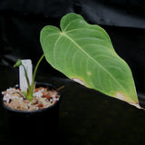 Anthurium marmoratum