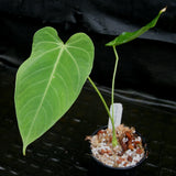 Anthurium marmoratum