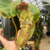 [A302] Nepenthes veitchii "Big Mama" x platychila "white", CAR-0031