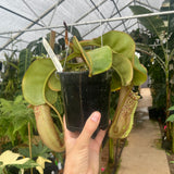 [A302] Nepenthes veitchii "Big Mama" x platychila "white", CAR-0031