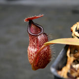 Nepenthes Lady Pauline x hamata, BE-3777