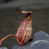 Nepenthes Lady Pauline x hamata, BE-3777