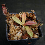 Nepenthes Lady Pauline x hamata, BE-3777