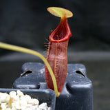 Nepenthes singalana x ovata, BE-3882