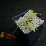 Nepenthes singalana x ovata, BE-3882