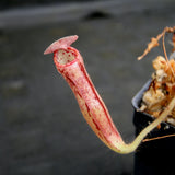 Nepenthes glandulifera, BE-3766