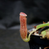 Nepenthes glandulifera, BE-3766