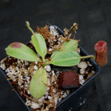 Nepenthes glandulifera, BE-3766