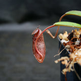 Nepenthes ramispina x aristolochioides, BE-3926