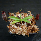 Nepenthes ramispina x aristolochioides, BE-3926